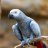 CocotheBirdie