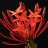 Ixora
