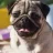 Pug Sle