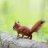 mentalitysquirell