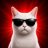 WHITE CAT SEO