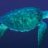 BlueTurtle