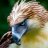 Eagle 95