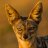 Jackal