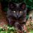 feral