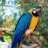 talkingbird