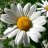UpsyDaisy
