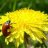 dandelion13