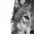 Grey wolf