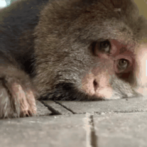 final_output_under_2mb_reduced.gif