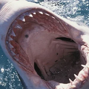 shark TKBS.webp