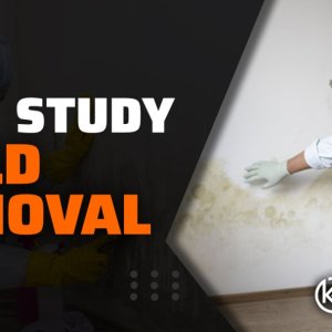 Mold-Removal.jpg