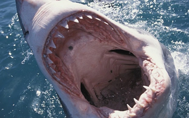shark TKBS.webp